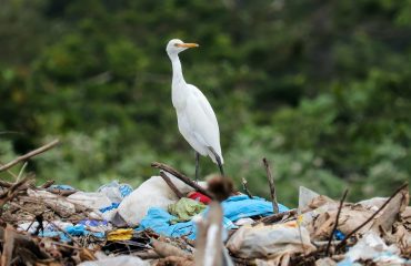 Sustentabilidade e finanças pessoais juntas e de mãos dadas